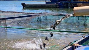 governo-de-minas-suspende-beneficio-do-icms-as-tilapias-importadas