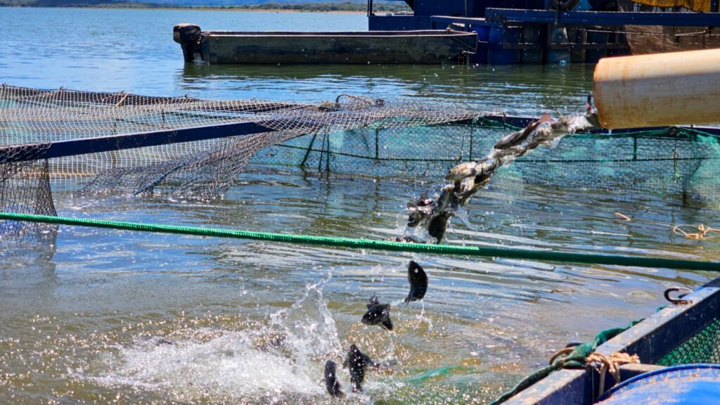 governo-de-minas-suspende-beneficio-do-icms-as-tilapias-importadas