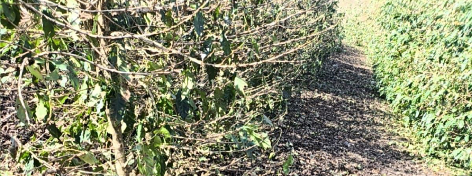 lavouras-de-cafe-danificadas-pelo-granizo?-confira-orientacoes-para-a-recuperacao