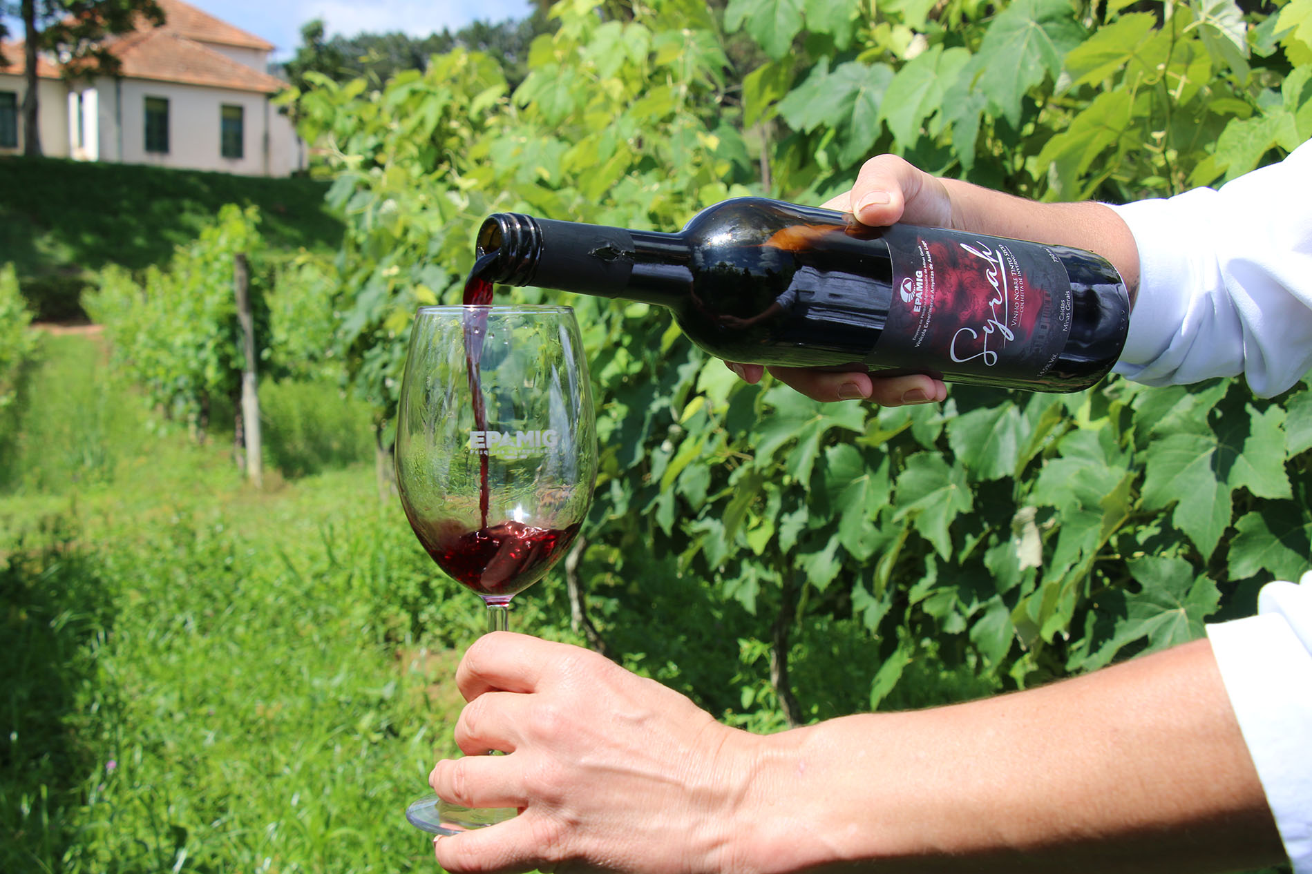 vinhos-de-colheita-de-inverno-de-minas-gerais-sao-destaque-no-decanter-world-wine-awards-2026